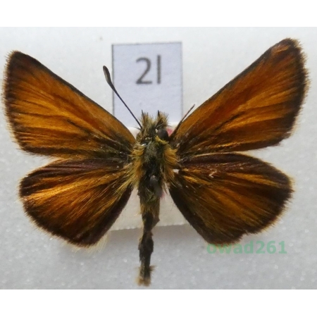Thymelicus lineola (Ochsenheimer, 1808) Czech2l